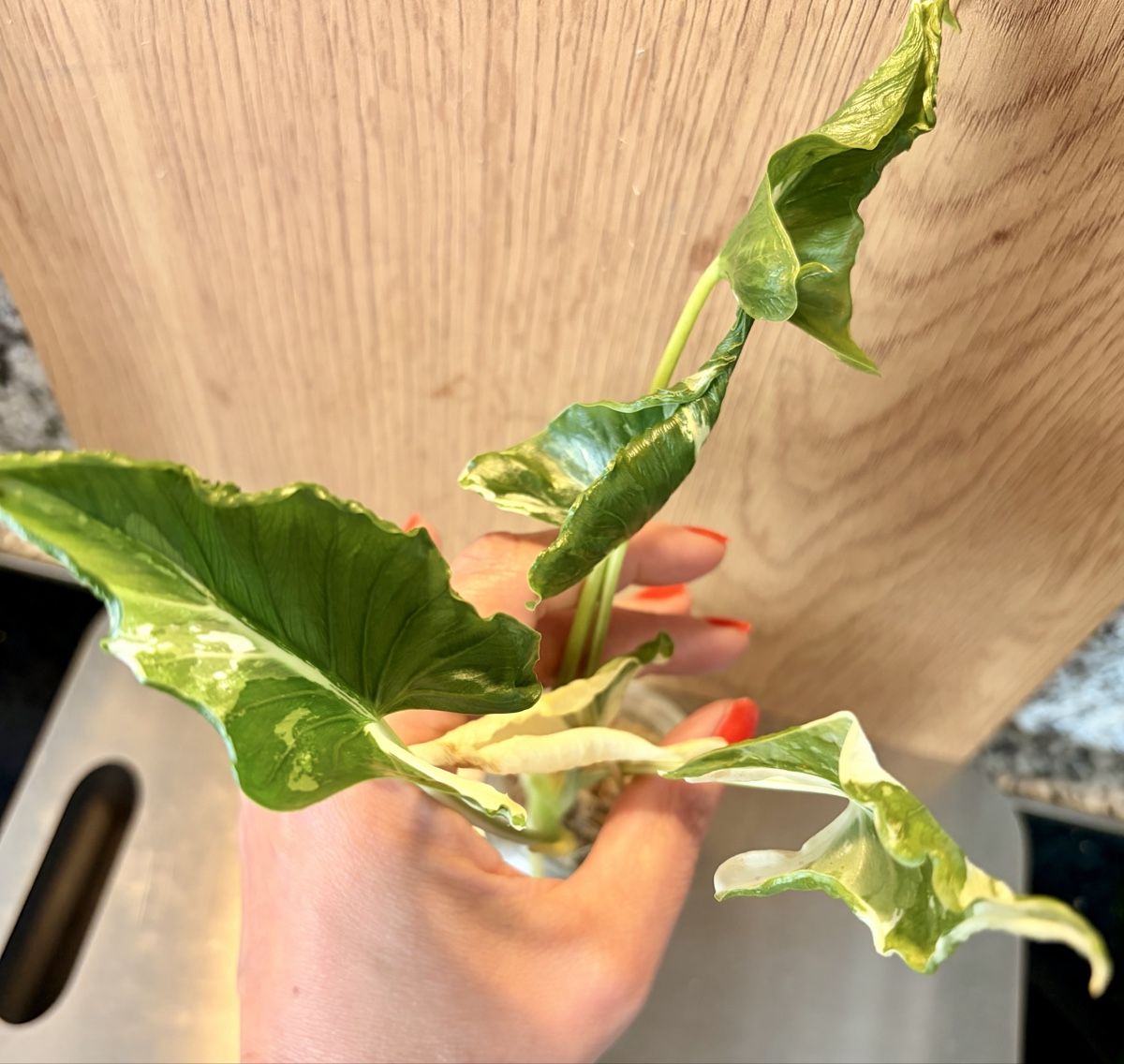 Piante & sementi: Alocasia Cucullata "Crinkles Albo"  – Usato da Kaiseraugst venduto da dka_b97z 1