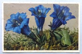 Gentiana acaulis