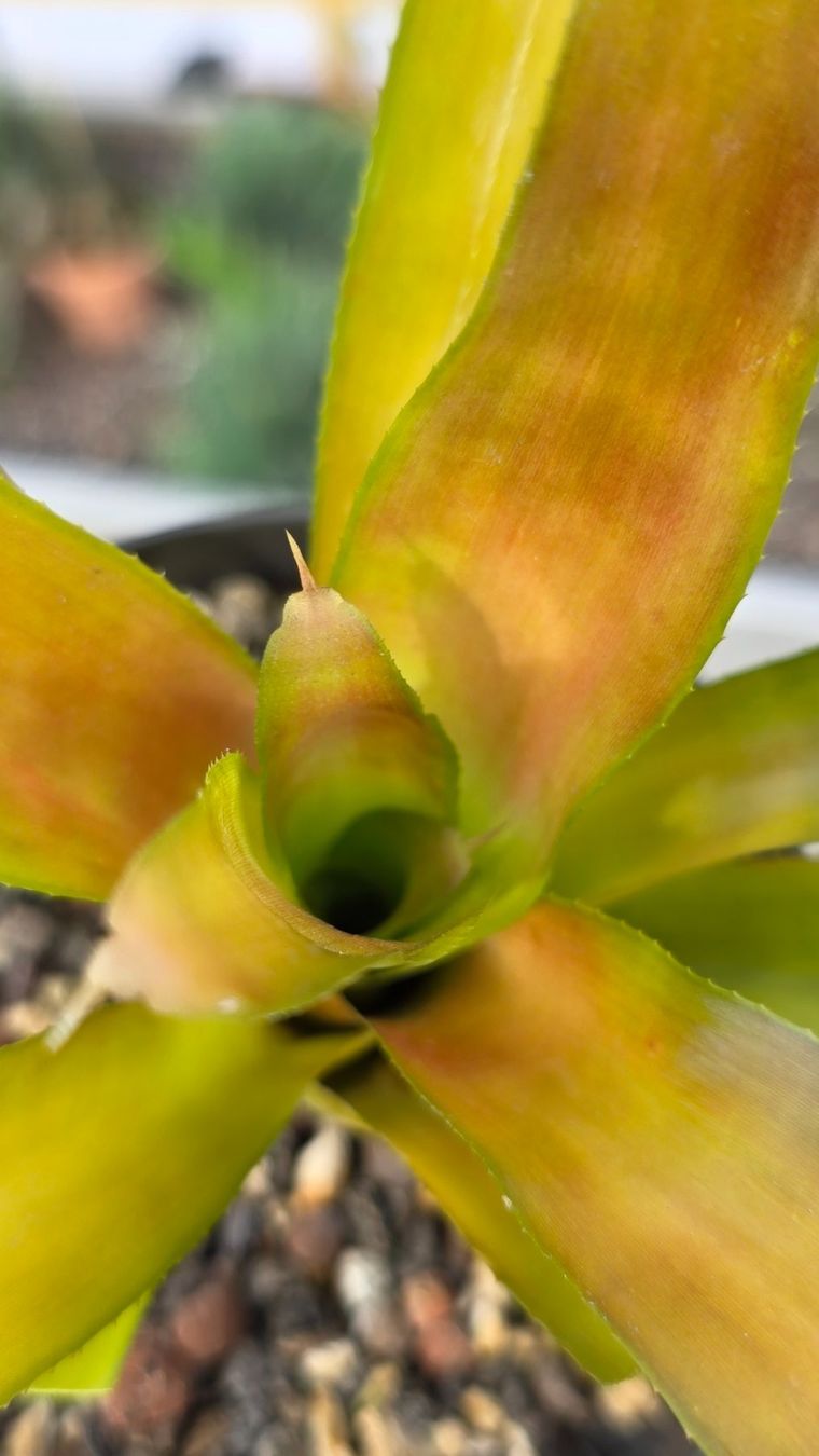 Piante & sementi: Bromelia – Nuovo (secondo la descrizione) da Zürich venduto da The_Plant_Wizard 2