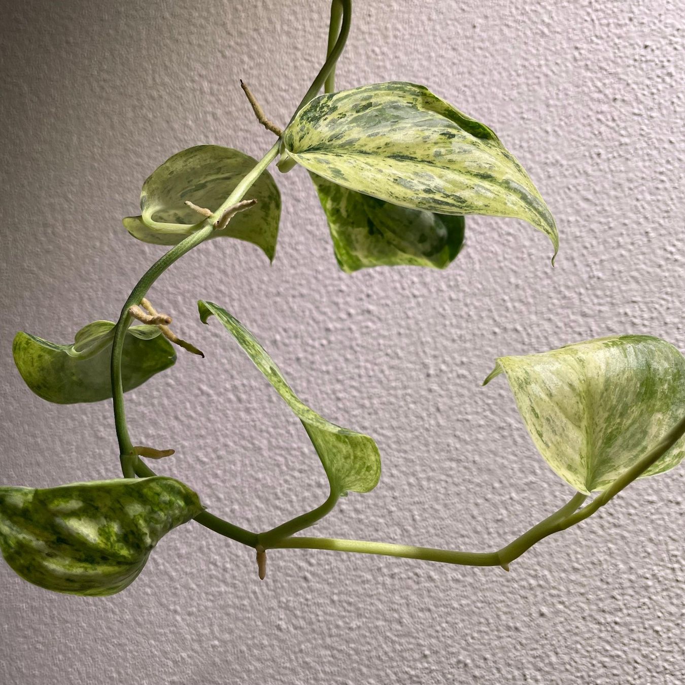 Piante & sementi: Scindapsus Peasun variegata – Usato da Suhr venduto da Planted.by.two 1