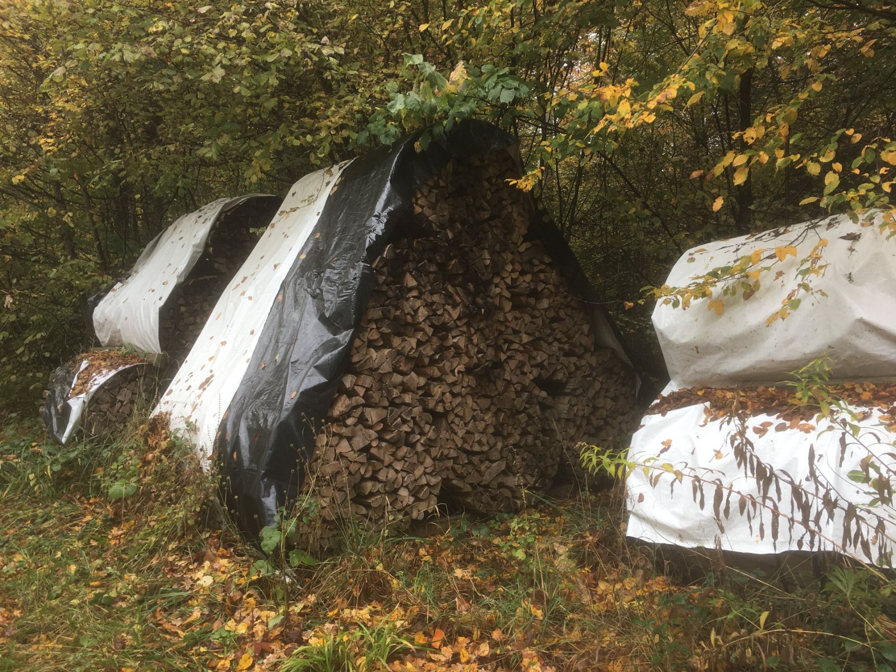 Holzartikel: Brennholz Ster Bündel – Neu (gemäss Beschreibung) aus Neukirch (Egnach) von Crank2 1