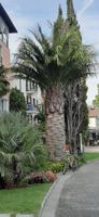 2026 Neue Jubaea chilensis Chilenische Honigpalme 5 Nüsse