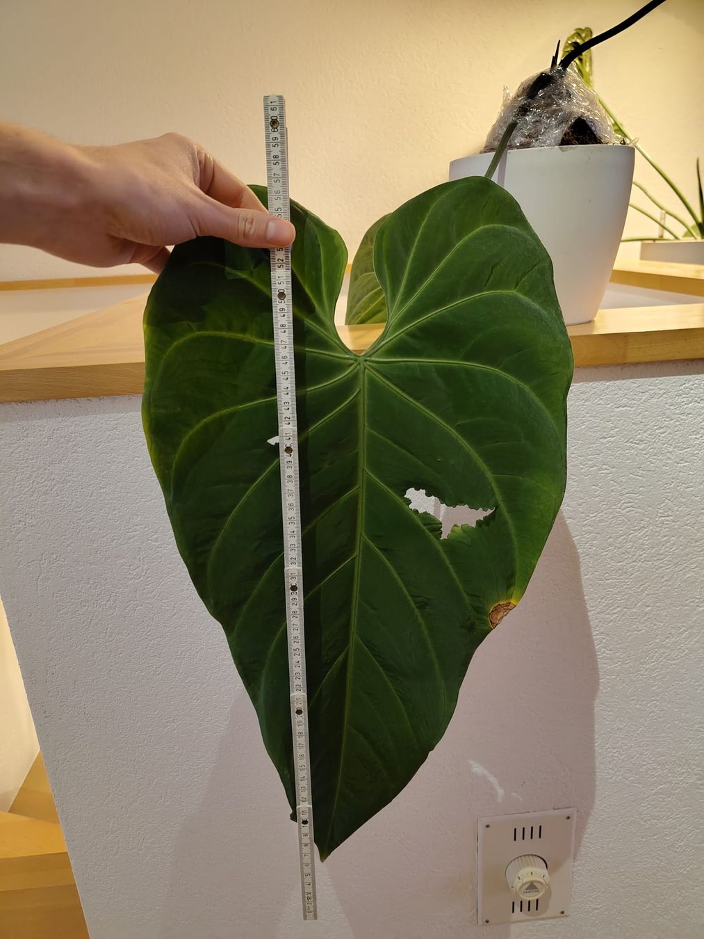 Piante & sementi: Anthurium metallicum – Usato da Hausen AG venduto da Pflaenzlioase 1