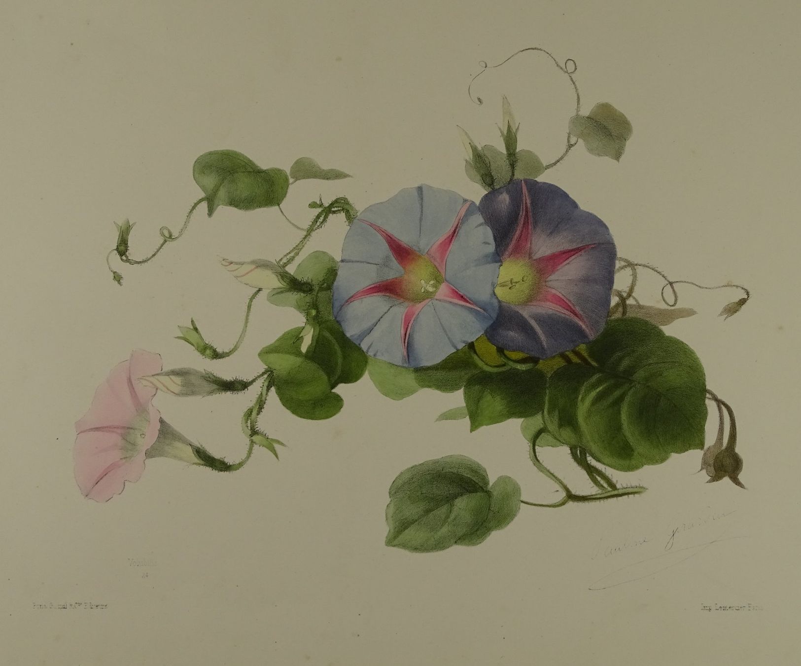 Stiche: VOLUBILIS, WINDENGEWÄCHS, LITHOGRAPHIE UM 1850 – Gebraucht aus Grüningen von Kartensammler 1