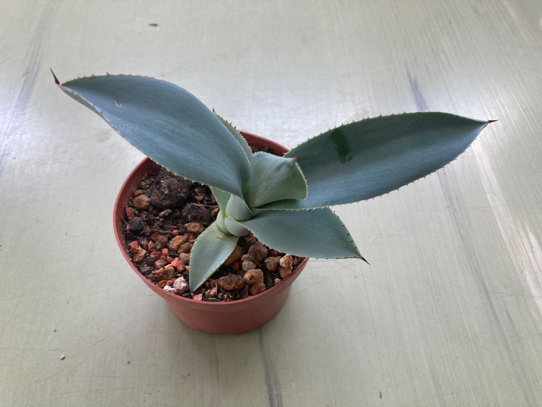 Piante & sementi: Agave pygmaea 'Dragon Toes', Jungpflanze – Nuovo (secondo la descrizione) da Winterthur venduto da greenspell 2