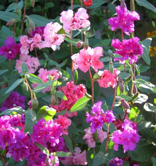 Plantes & graines: MANDELRÖSCHEN Mix / Clarkia elegans /30 Samen – Neuf (Voir description) à Hinteregg par ERFOLG78 2