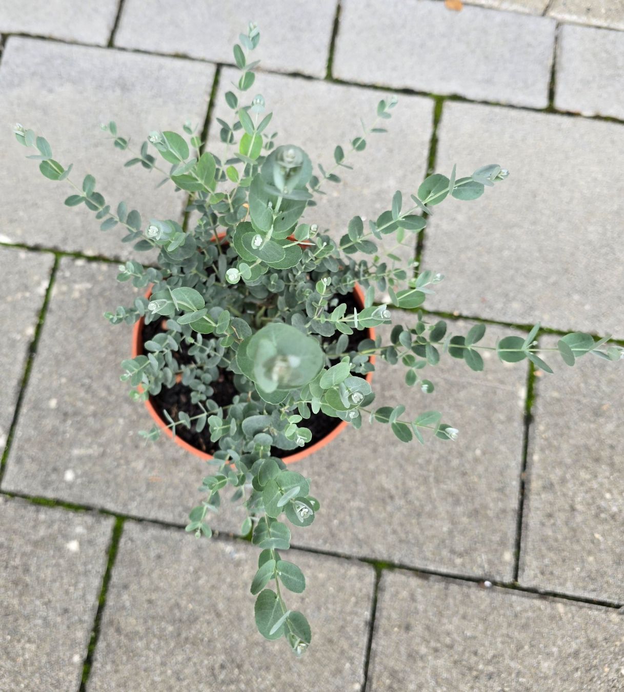 Piante & sementi: Eukalyptus Pflanze - Tischdeko, Geschenk... – Nuovo (secondo la descrizione) da Aarburg venduto da popkorn65 2