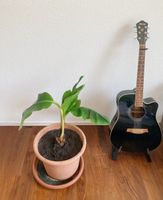 Bananenstaude / Musa – junge, kräftige Pflanze