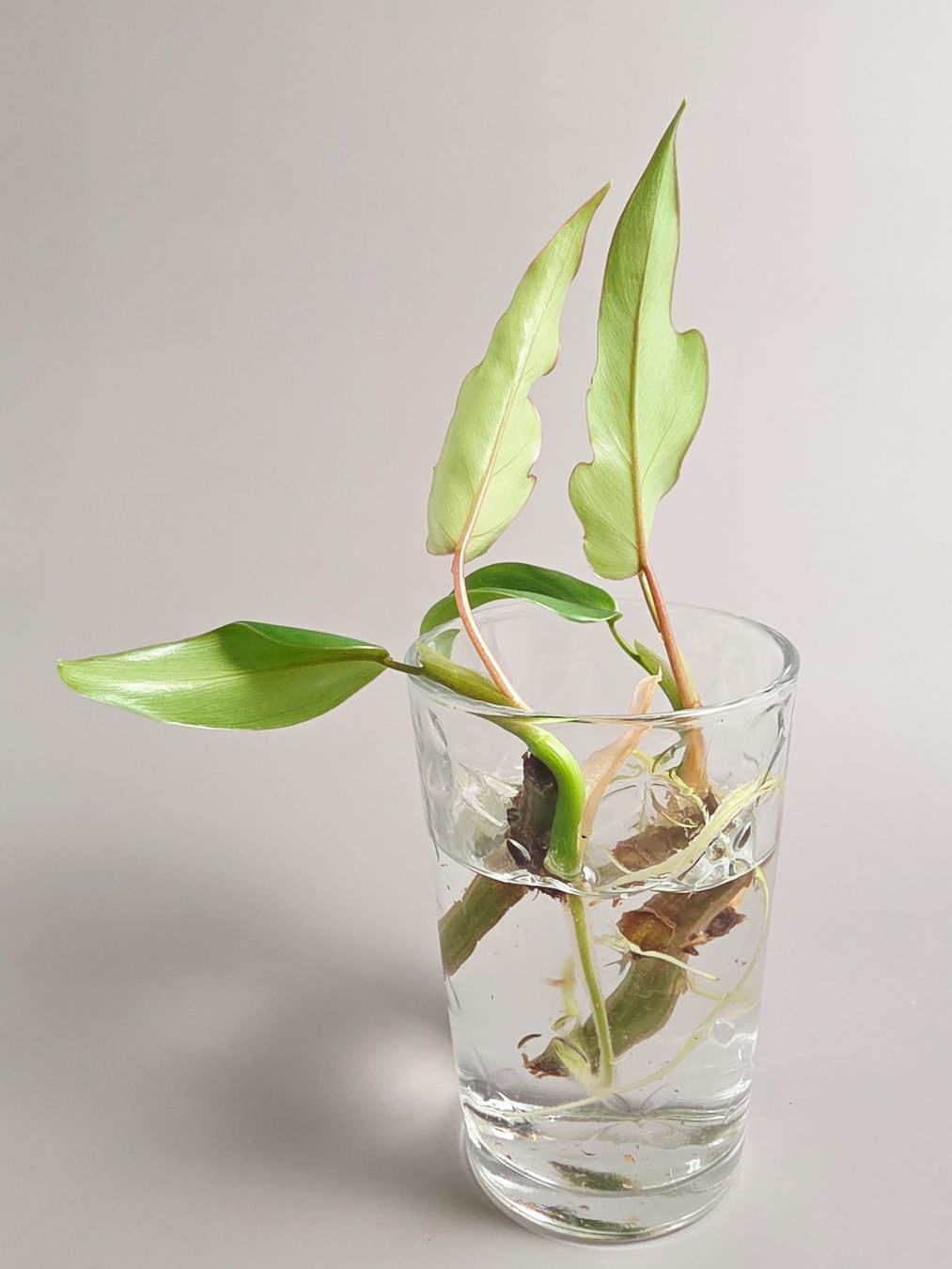 Plantes & graines: Philodendron mayoi Steckling – Neuf (Voir description) à Gerolfingen par Azora 2