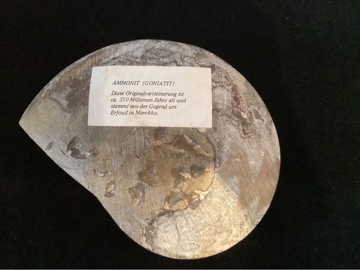 Fossilien: Ammonit poliert  – Gebraucht aus Salenstein von Esprit57 1