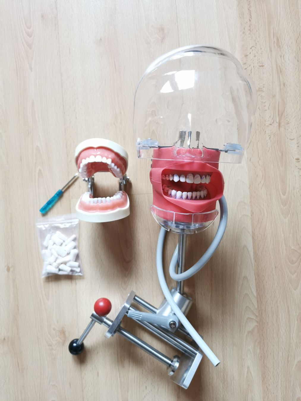 Kit di modellismo & Modellini statici: Zahnmodell-Phantomkopf – Usato da Strengelbach venduto da Hiriel