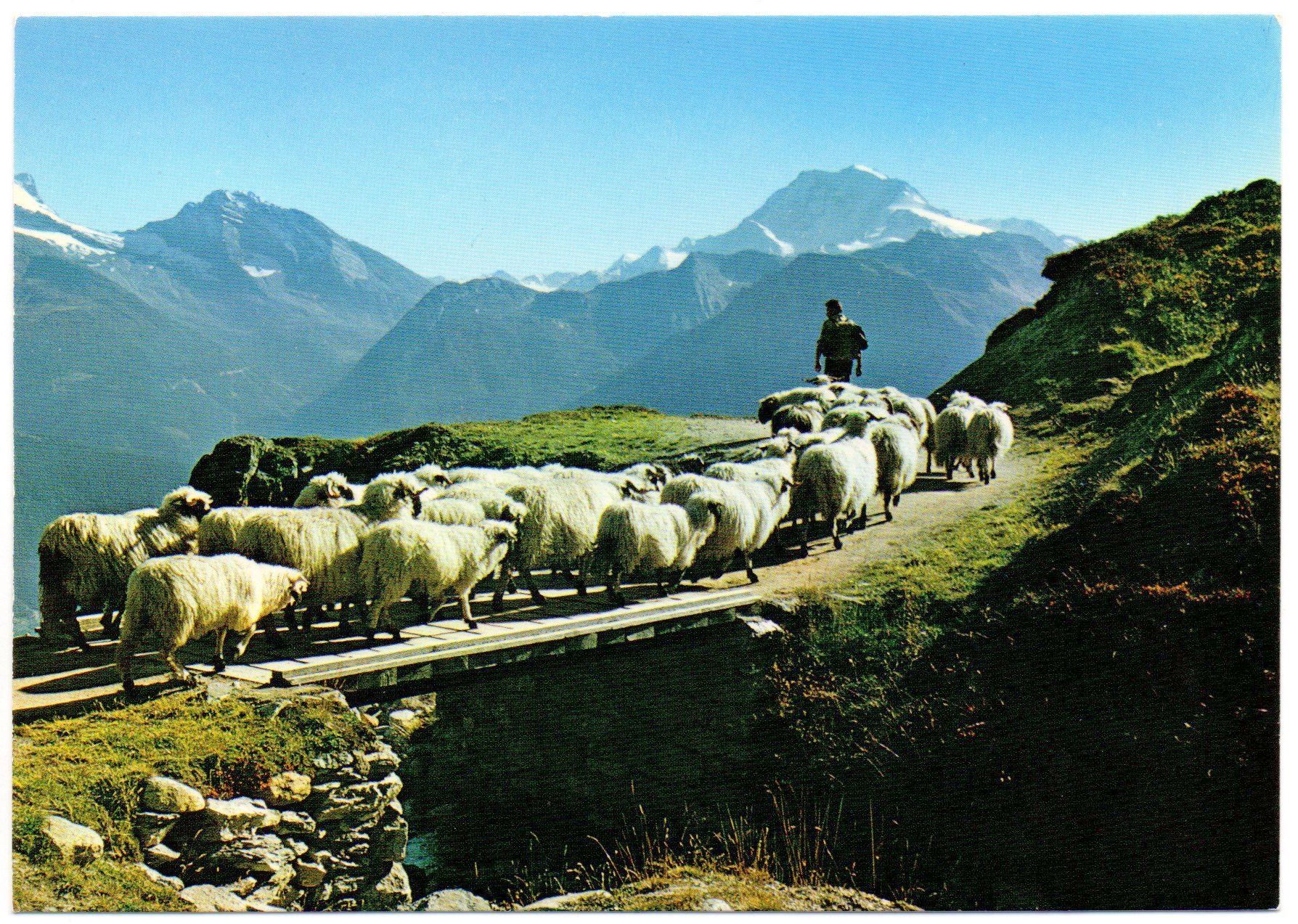 Cartoline postali: BLATTEN BELALP Hirte mit Schafen – Usato da Jona venduto da philajona