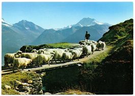 BLATTEN BELALP Hirte mit Schafen