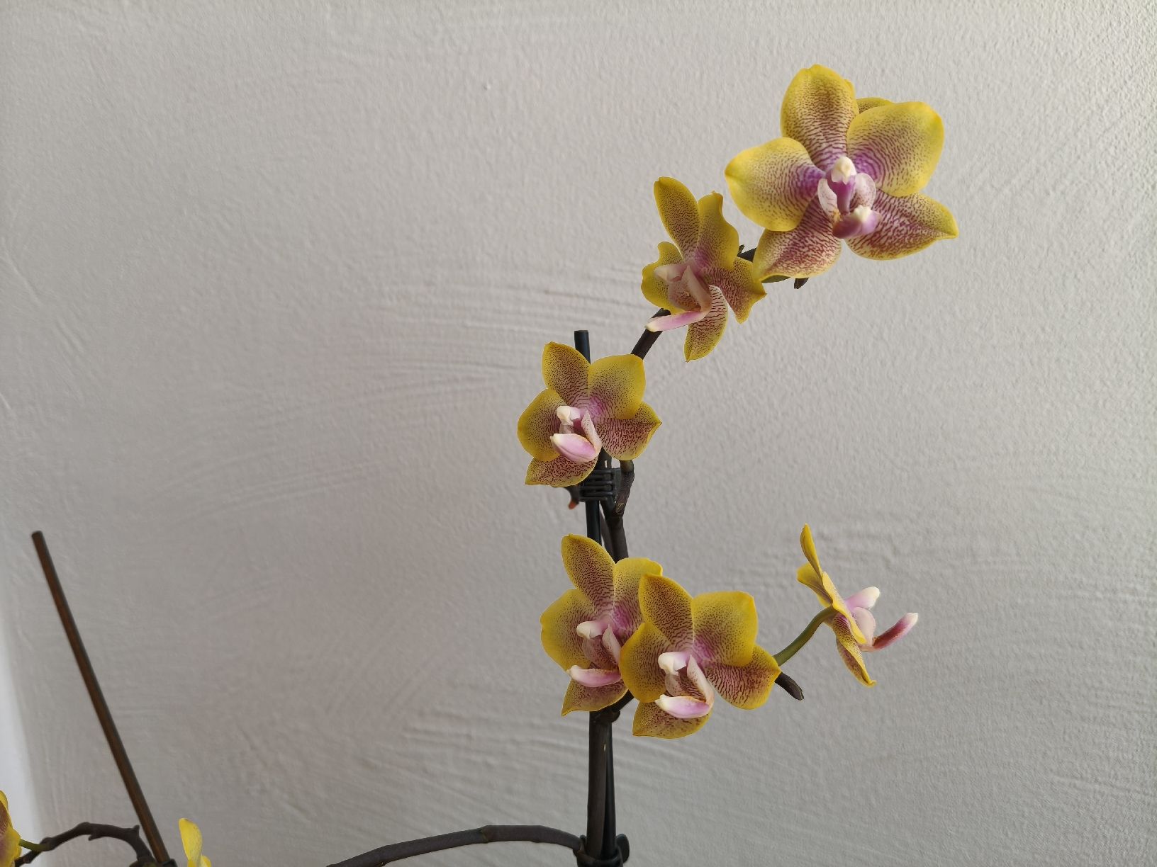 Piante & sementi: Phalaenopsis Sogo Lawrence  – Usato da Chamoson venduto da Yuriyaa 3