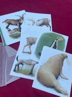 Diverse Tier Karten mit Name Herkunft (ca. 13x15cm)