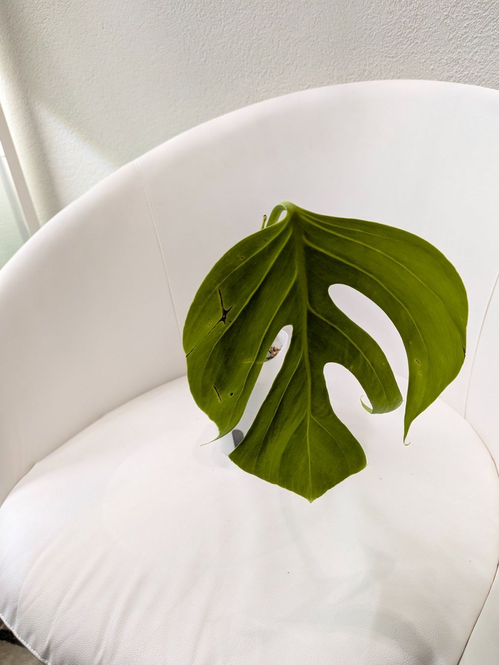 Piante & sementi: Bouture Monstera Delicosa Sieranna – Usato da Genève venduto da Venellah 1