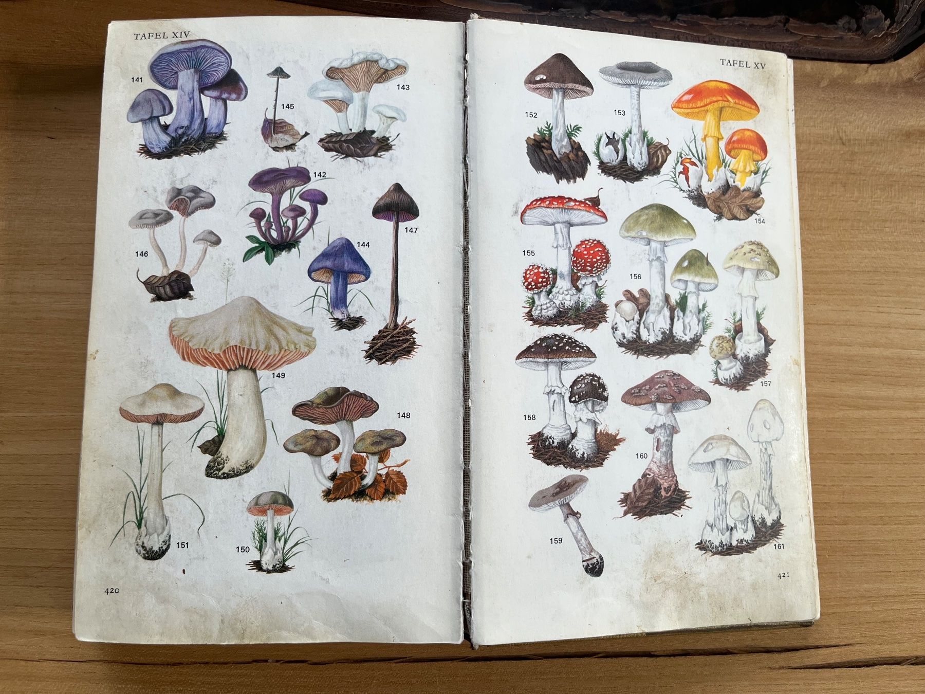 Libri: Pilzbücher diverse antiquarisch – Usato da Märwil venduto da tricholoma 5