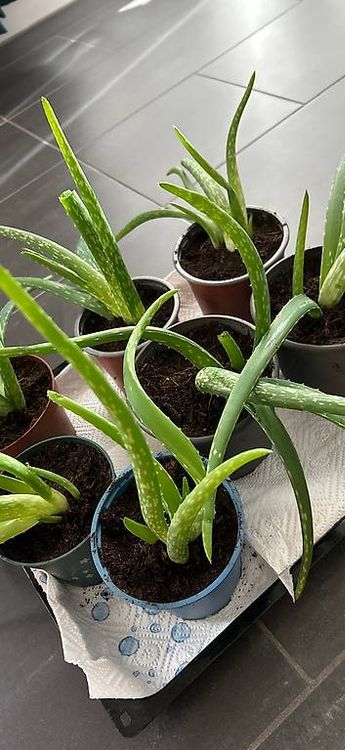 Aloe Vera Ableger (Gebraucht) in Vaduz fr CHF 5  nur Abholung auf Ricardo  kaufen