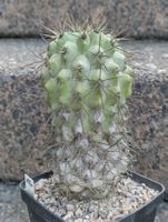 Kakteen, Pflanze, Copiapoa, ältere Pflanze. Rarität