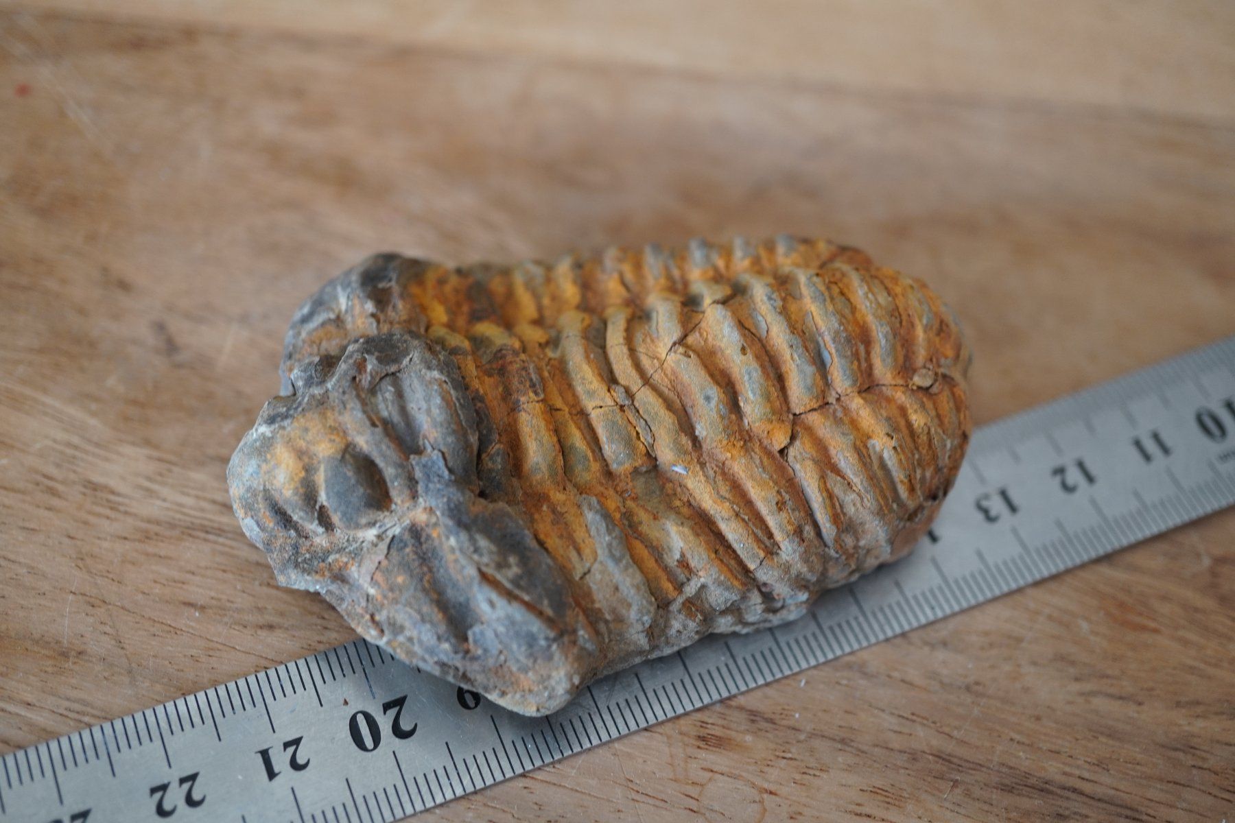 Minerali & Pietre curative: Calymene   Trilobit    Vitrinen Stück – Nuovo e nell'imballaggio originale da Eschenbach SG venduto da topstone 2