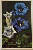 E. Gyger, Adelboden - Flora, Enzian