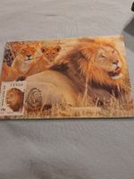 Carte postale vintage - Famille de lions d'Afrique rare!
