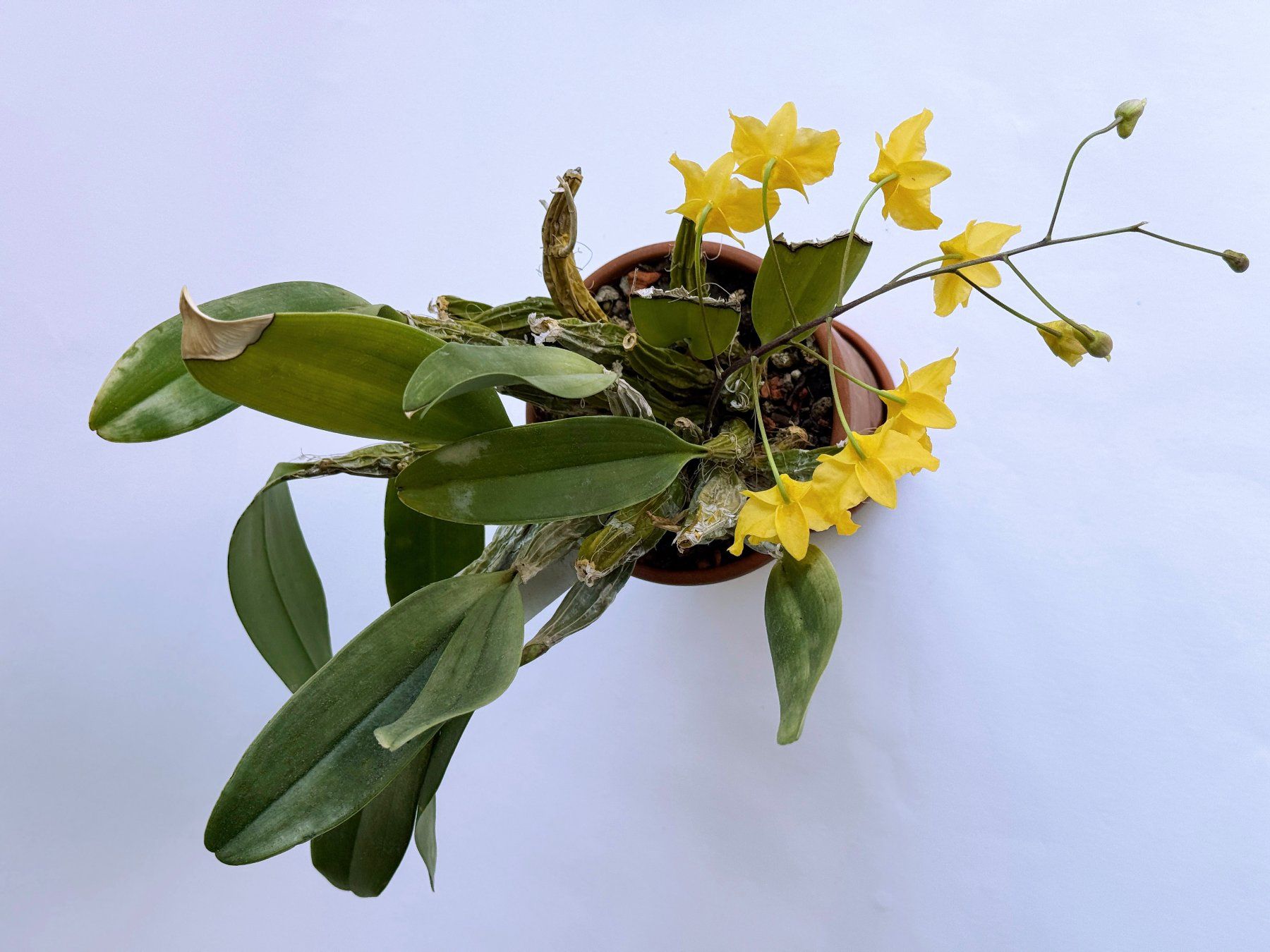 Plantes & graines: Dendrobium lindleyi ***** – Neuf (Voir description) à Dübendorf par Orchid18 2