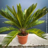 Cycas Revoluta - Palmfarn - 60x60cm - 100% Gartenkultur