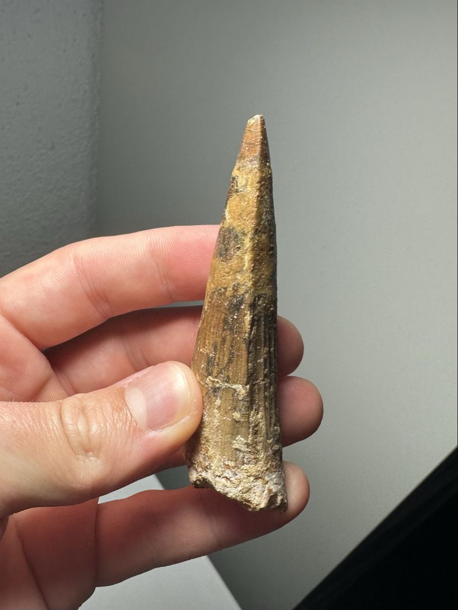 Fossili: Fossiler Spinosaurus aegyptiacus Zahn – Usato da Lutzenberg venduto da CS65 5