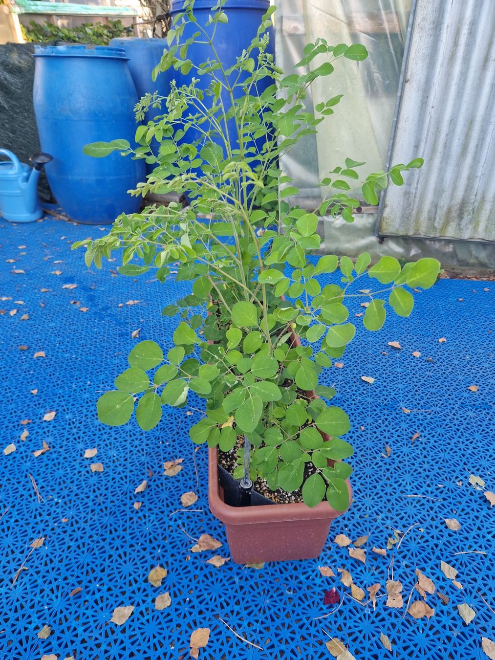 Pflanzen & Samen: 5 Moringa Junge Pflanzen ca 100 cm. Hoch – Gebraucht aus Rothrist von Aloe16