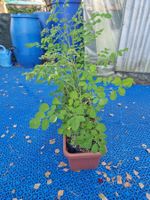5 Moringa Junge Pflanzen ca 100 cm. Hoch