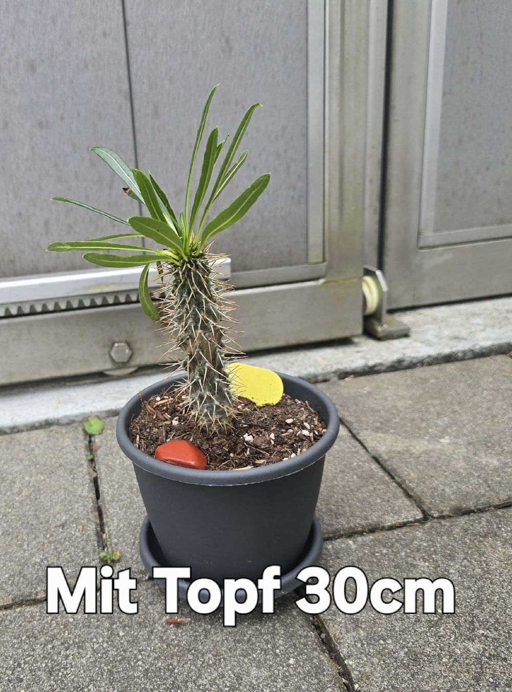 Piante & sementi:  Madagaskar Pachypodium lamerei – Usato da Aarburg venduto da Glitzerschein