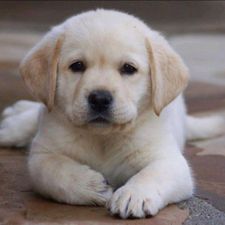 Profile image of mario.labrador