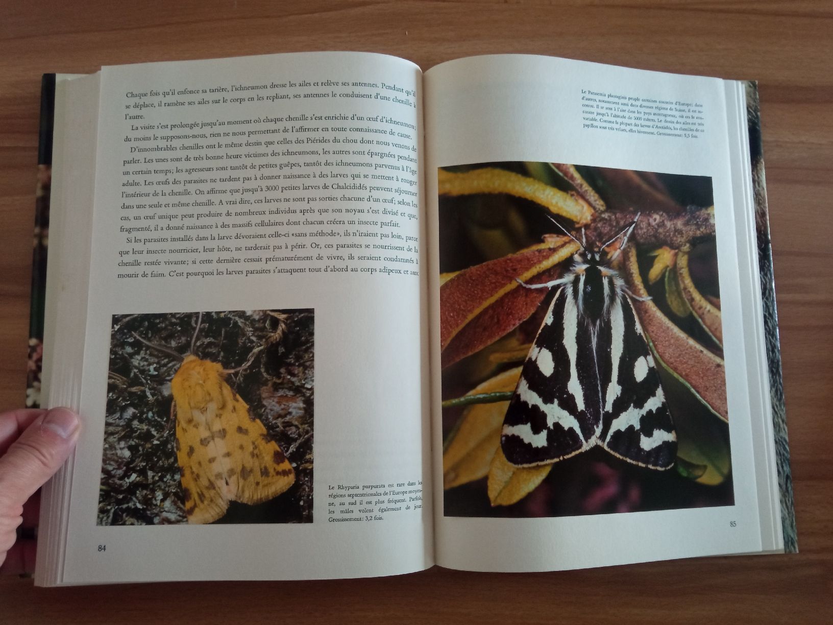 Bücher: lot 3 Livres Papillons  – Gebraucht aus Le Sentier von arc_2thy 2