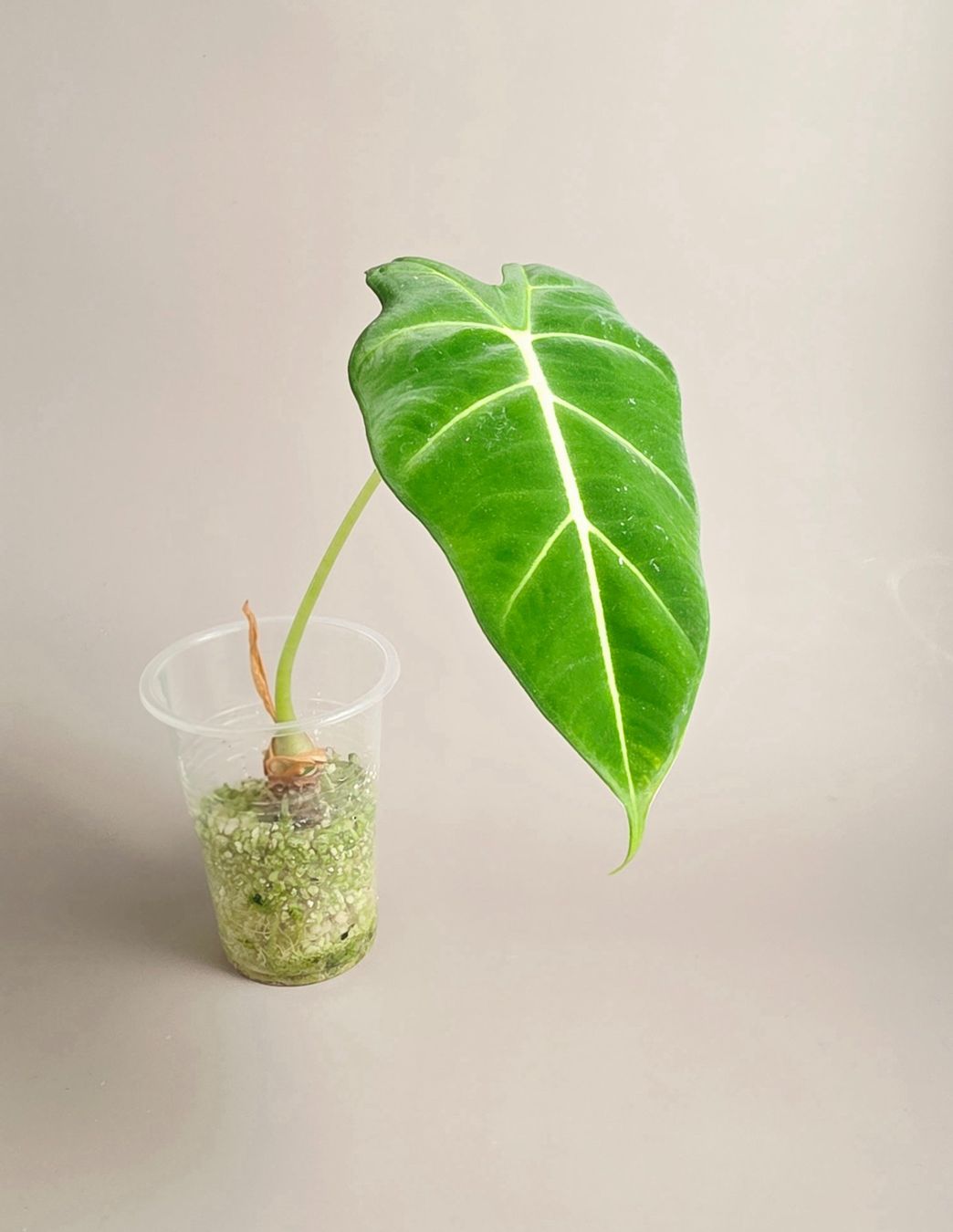 Piante & sementi: Alocasia micholitziana 'Frydek' – Nuovo (secondo la descrizione) da Gerolfingen venduto da Azora 1