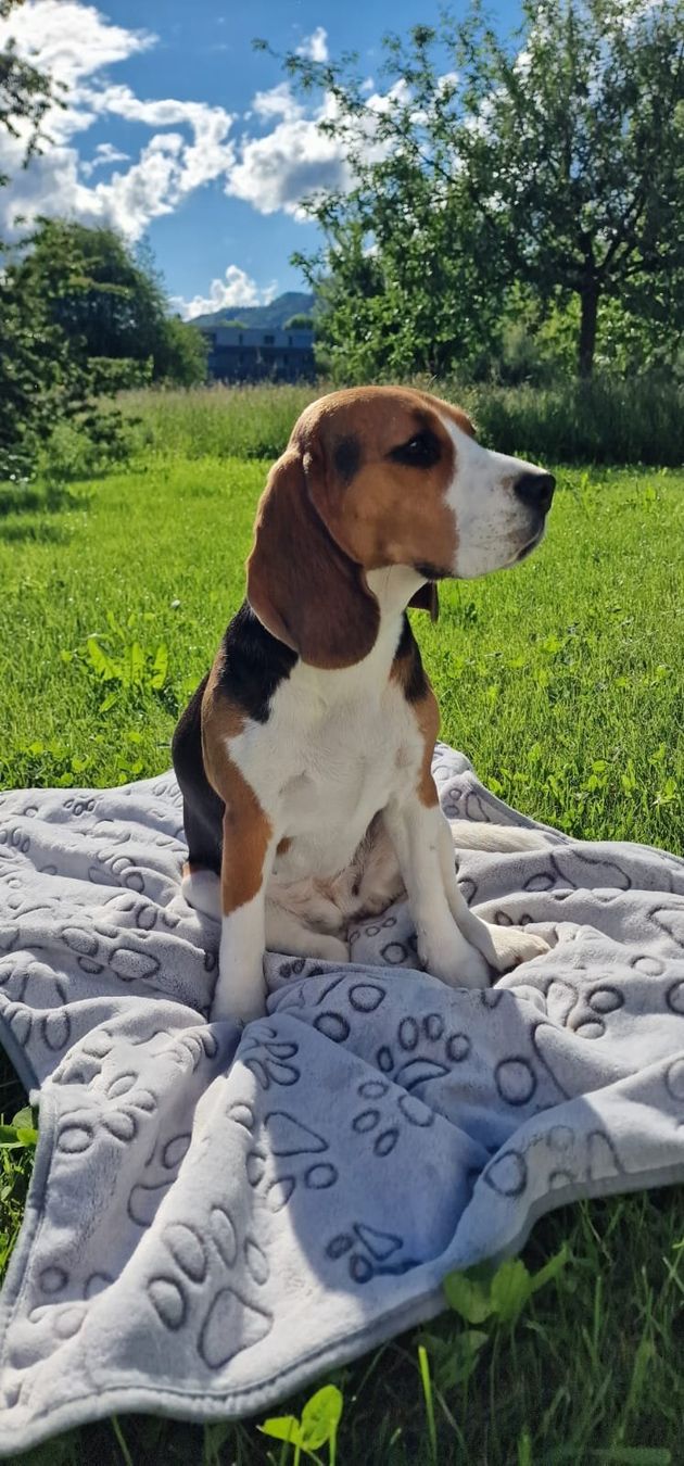 Coperte: Kuscheldecke Hund – Nuovo e nell'imballaggio originale da Kappel SO venduto da Puzzles-Beauty 2