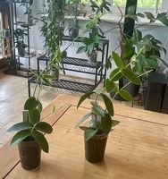 Hoya densifolia