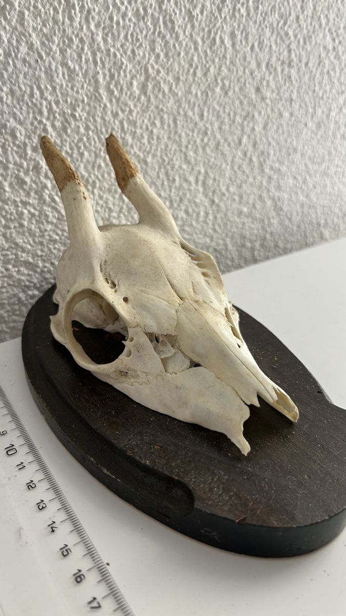 Il mondo degli animali: Rehbock-Schädel mit Geweih auf Holzschild – Usato da Schaffhausen venduto da Alinas-Kinderwelt