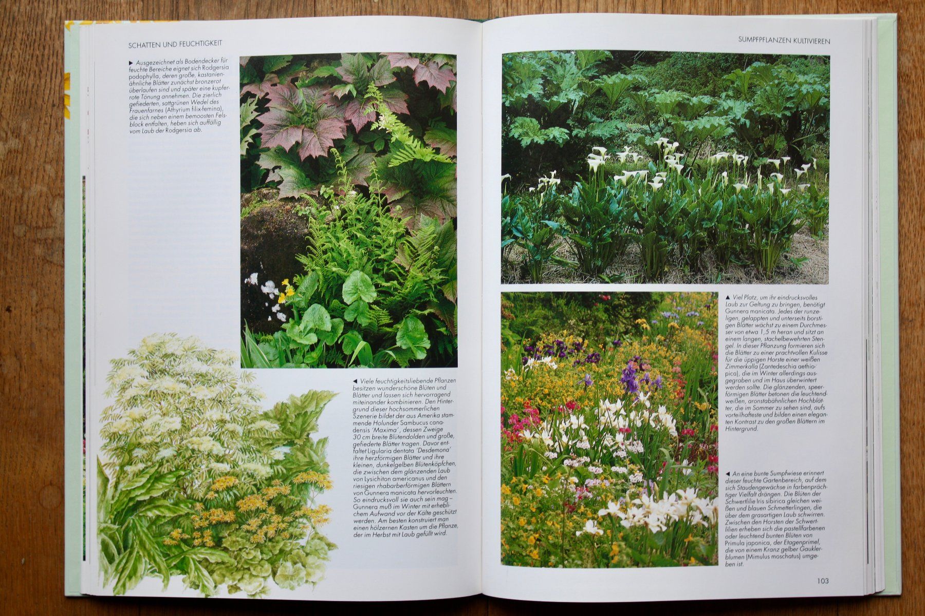 Libri: Gartenprobleme gut gelöst – Usato da Altstätten SG venduto da alpalfa 3