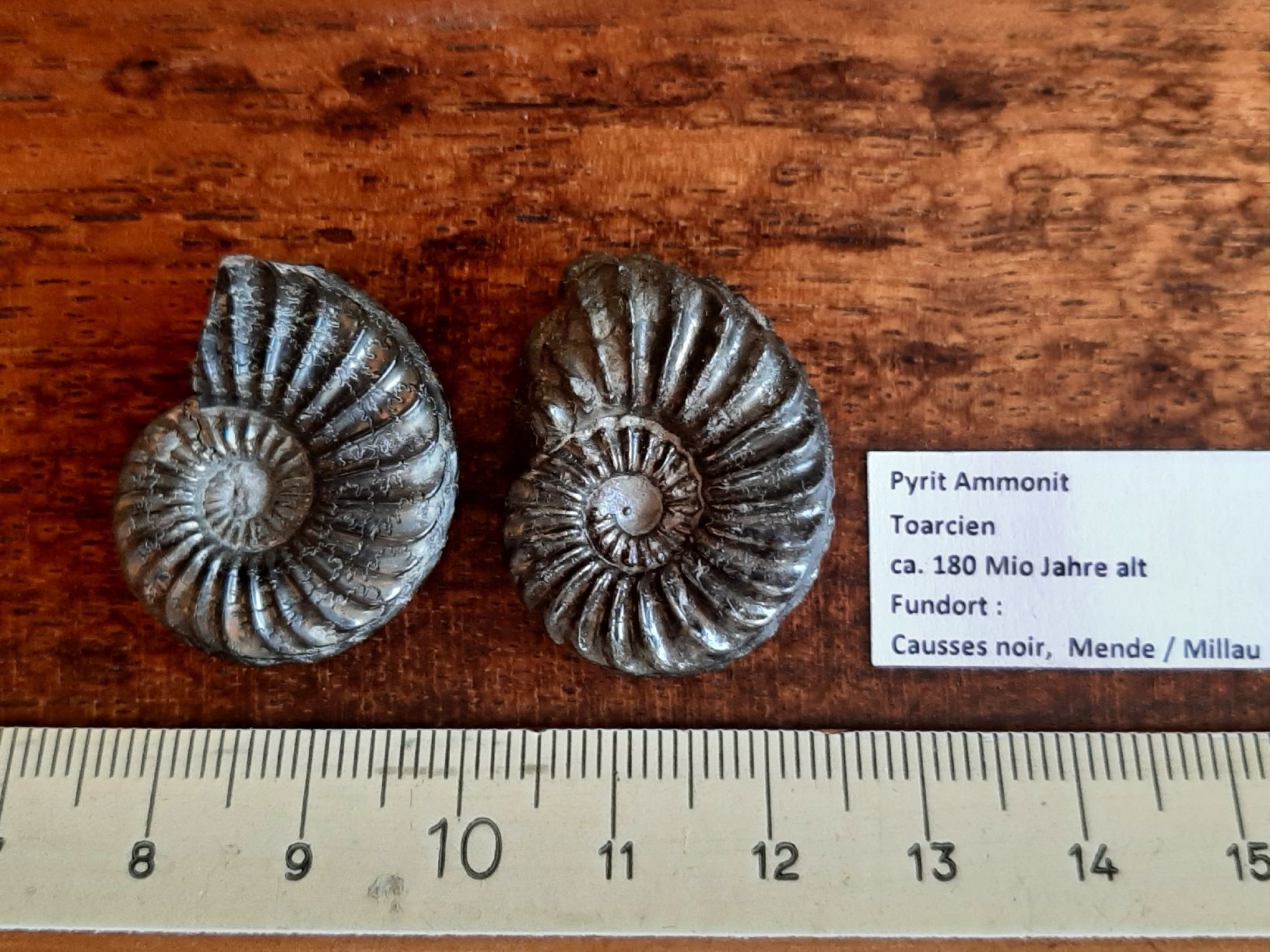 Fossili: Pyrit Ammoniten Frankreich – Usato da Rickenbach BL venduto da Oktober68 1