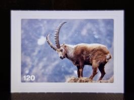 MIGROS MANIA Nature Detectives Nr. 120