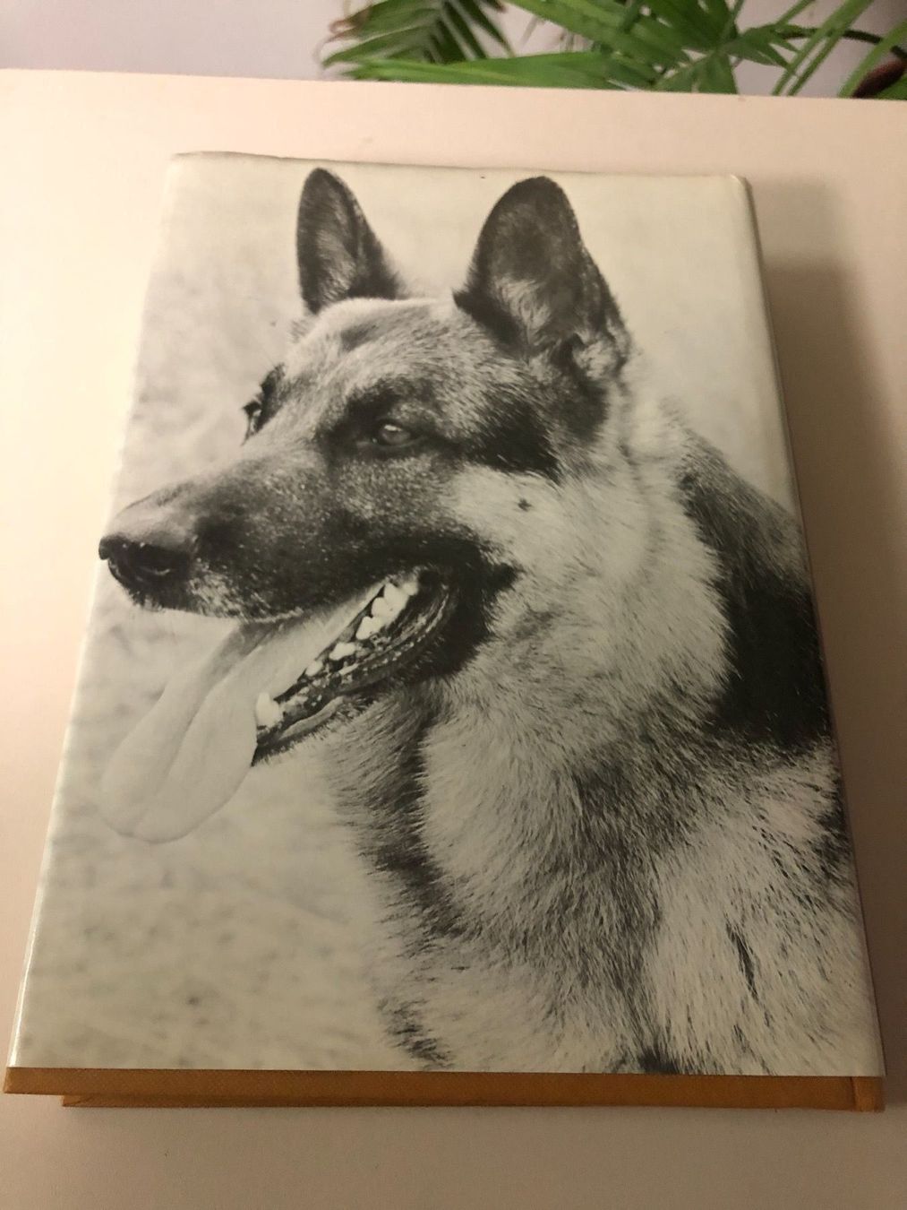 Libri: Hundelexikon- Buch ! – Usato da Brügg BE venduto da better14 5