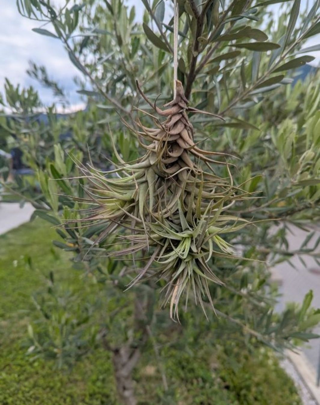 Pflanzen & Samen: Tillandsia bergerii  – Gebraucht aus Comano von che_8lc2 1
