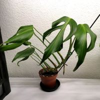 Monstera Burle Marx Flame