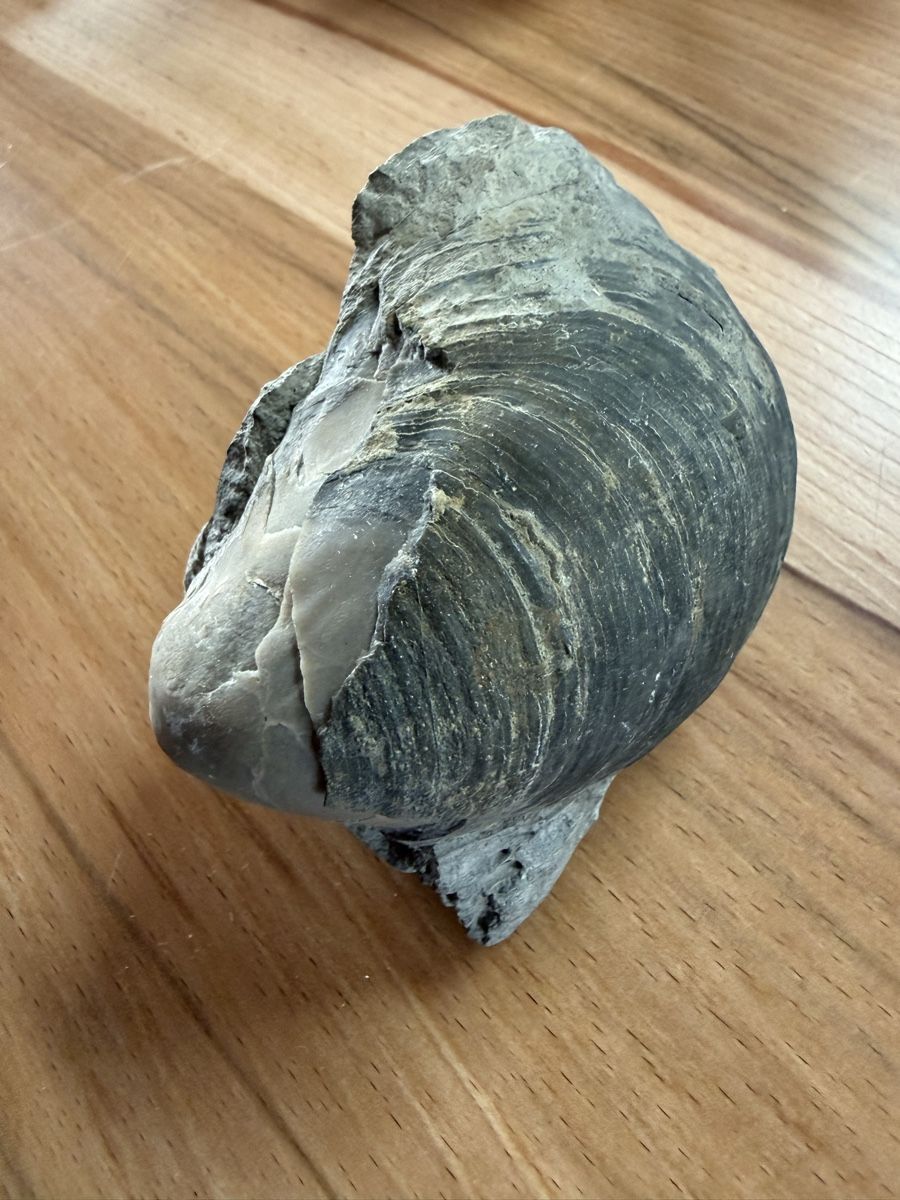 Fossilien: Versteinerte Auster – Gebraucht aus Grenchen von Bastet007 3
