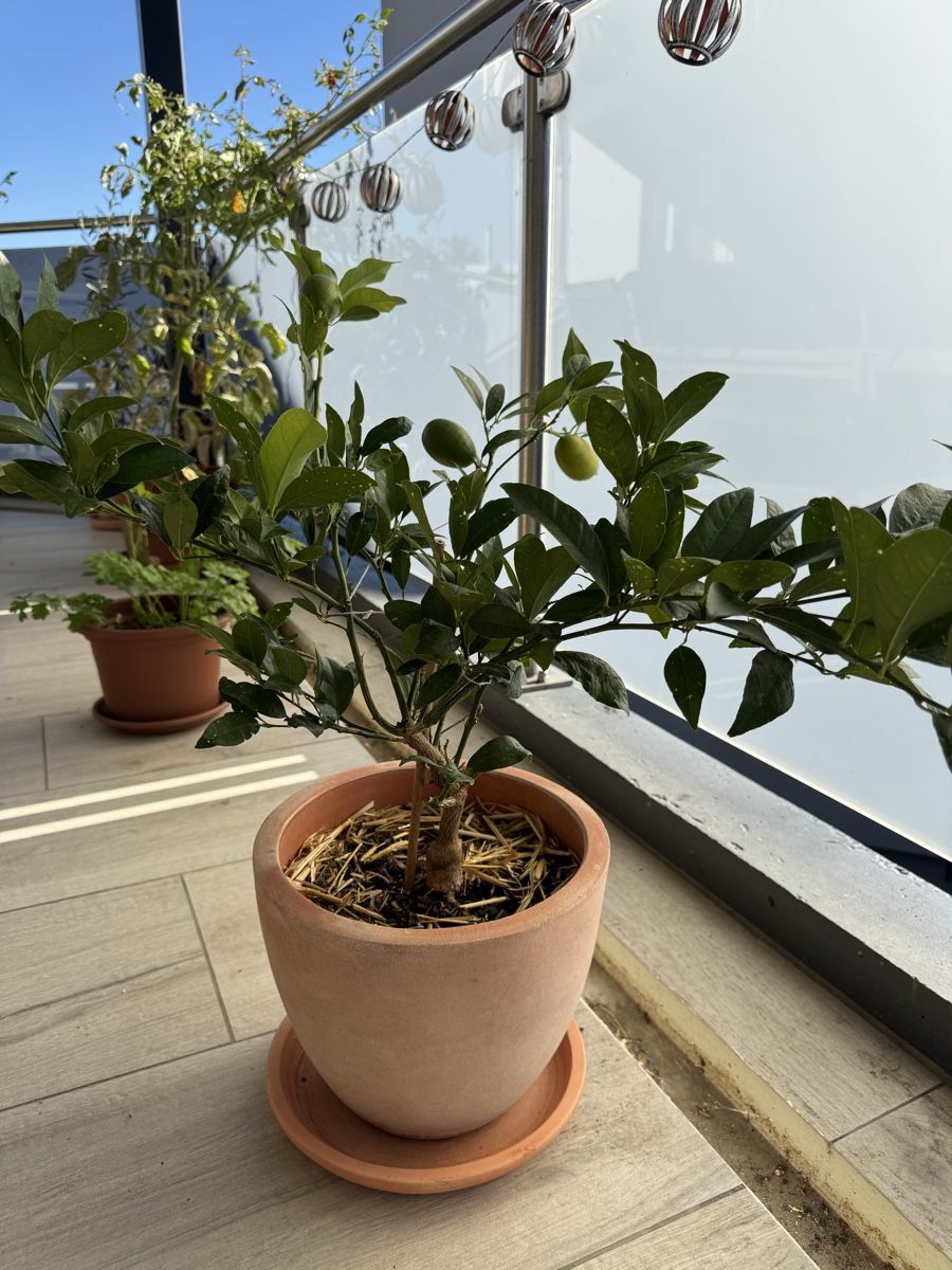 Plantes & graines: Zitronenbaum – D'occasion à Pratteln par ced_6khr 2