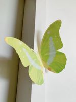 Papier Schmetterling Deko | NEU!