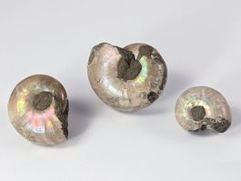Schillernde Regenbogen Ammoniten 2,3 bis 3,4cm, 3Stk.