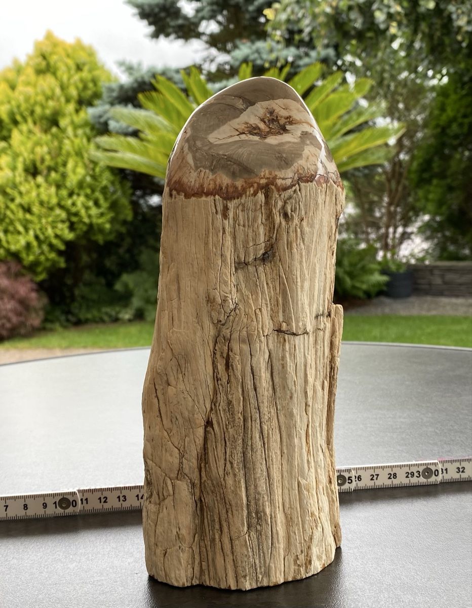 Minerali & Pietre curative: Wunderschönes grosses versteinertes Stück Holz  – Usato da Selzach venduto da 321compac 7