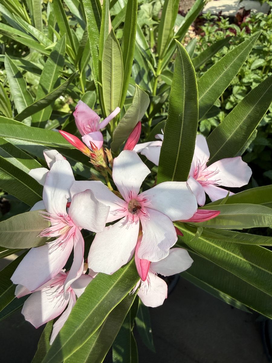 Piante & sementi: Oleander Jungpflanze, Virginie Rarität – Usato da Gipf-Oberfrick venduto da zaruscha 1